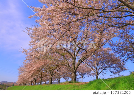 おの桜づつみ回廊（兵庫県小野市）桜並木 137381206