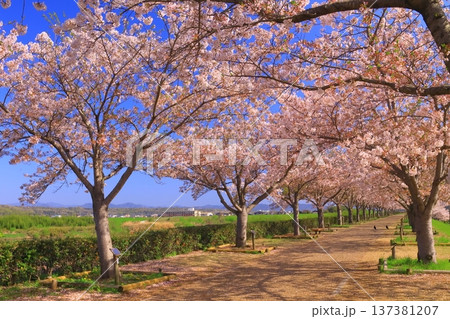 おの桜づつみ回廊（兵庫県小野市）桜並木 137381207