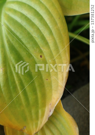 Abstract background of philodendron leaves. 137381252