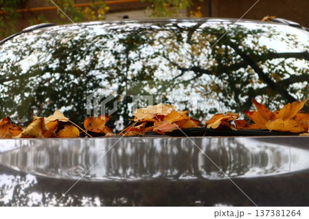 Dry autumn leaf lying on windshield of car. Dry autumn leaf lying on windshield of car. 137381264