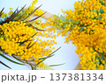 ミモザの花、背景素材 137381334