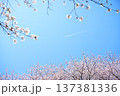 青空と桜と飛行機雲　 137381336
