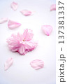 八重桜の花びらアレンジ 137381337