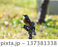 ジョウビタキ　 137381338
