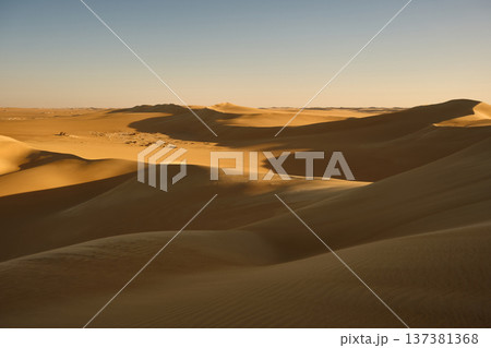 Golden Sand Dunes in Desert Landscape at Sunset Golden Sand Dunes in Desert Landscape at Sunset 137381368