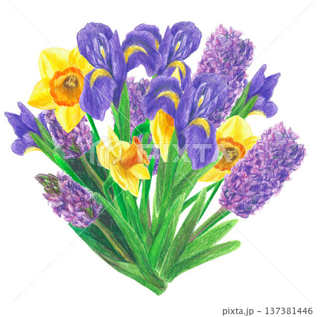 Hand drawn illustration with a bouquet with yellow narcissuses, violet irises and violet hyacinths. Yellow and violet bouquet of flowers with green leaves on a white background for graphic design. Hand drawn illustration with a bouquet with yellow narcissuses, violet irises and violet hyacinths. Yellow and violet bouquet of flowers with green leaves on a white background for graphic design. 137381446
