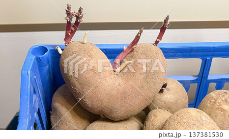 Heart shaped organic potato with pink sprouts in a blue crate. Concept of love for nature and farming. Heart shaped organic potato with pink sprouts in a blue crate. Concept of love for nature and farming. 137381530