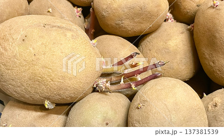 Sprouted organic potatoes close up. Concept of spring planting, vegetable storage and food growth. Sprouted organic potatoes close up. Concept of spring planting, vegetable storage and food growth. 137381539