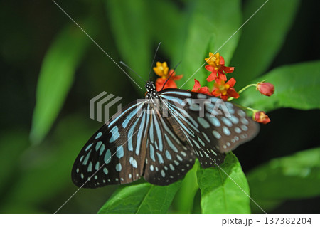 リュウキュウアサギマダラとトウワタの花 137382204