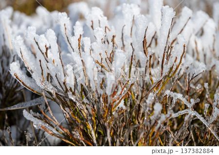 Frost covers bushes in a winter scene. The cold has formed ice crystals on the branches. This shows the impact of freezing temperatures on plant life. Frost covers bushes in a winter scene. The cold has formed ice crystals on the branches. This shows the impact of freezing temperatures on plant life. 137382884