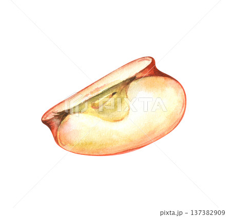 A quarter of a ripe red apple on an isolated background. Watercolor illustration of a piece of juicy fruit. Realistic botanical clipart for decorating cooking and harvesting themes by farmers. 137382909