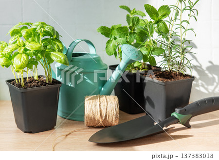 Growing fresh herbs indoors, home gardening setup Growing fresh herbs indoors, home gardening setup 137383018