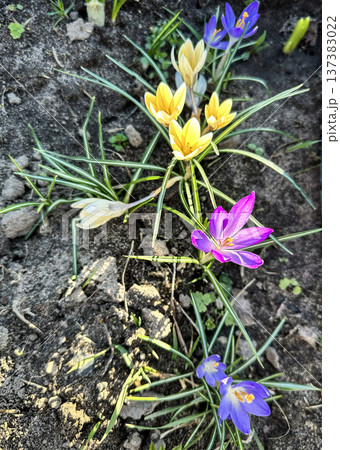 Colorful yellow and purple crocus flowers, spring bloom, close-up Colorful yellow and purple crocus flowers, spring bloom, close-up 137383022