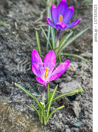 Colorful yellow and purple crocus flowers, spring bloom, close-up 137383023