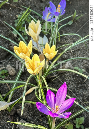 Colorful yellow and purple crocus flowers, spring bloom, close-up Colorful yellow and purple crocus flowers, spring bloom, close-up 137383024