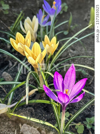 Colorful yellow and purple crocus flowers, spring bloom, close-up Colorful yellow and purple crocus flowers, spring bloom, close-up 137383025