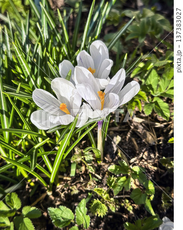 Fresh white crocus flowers, first spring bloom, close-up 137383027