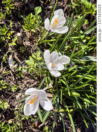 Fresh white crocus flowers, first spring bloom, close-up Fresh white crocus flowers, first spring bloom, close-up 137383028