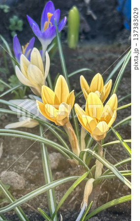 Colorful yellow and purple crocus flowers, spring bloom, close-up Colorful yellow and purple crocus flowers, spring bloom, close-up 137383029