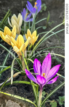 Colorful yellow and purple crocus flowers, spring bloom, close-up Colorful yellow and purple crocus flowers, spring bloom, close-up 137383030