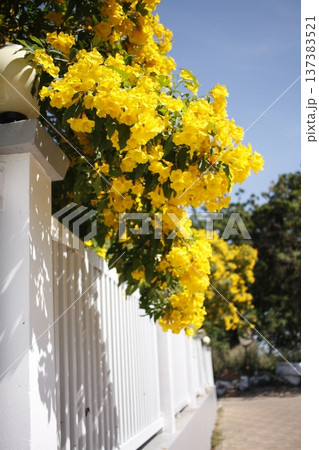 A beautiful tree with yellow flowers behind a white fence in the courtyard of a hotel or house . Tecoma stans, Bignoniaceae. 137383521