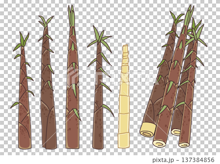伸びて長くなったたけのこ 穂先たけのこのシンプルなイラストセット 伸びて長くなったたけのこ 穂先たけのこのシンプルなイラストセット 137384856
