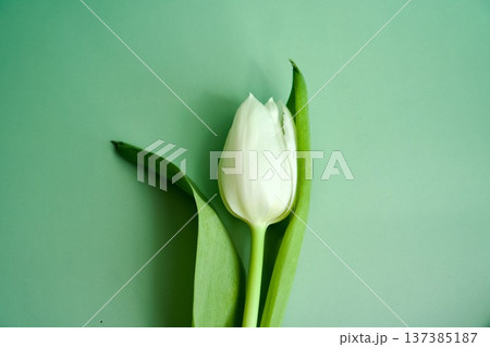 Single white tulip with green leaves on a soft light green background, 137385187