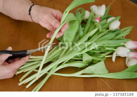 Woman's hands cutting tulip stems with scissors, florist preparing 137385189