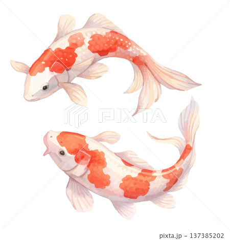 水彩錦鯉のイラスト日本の鯉魚素材JapaneseKoiFishWatercolorの