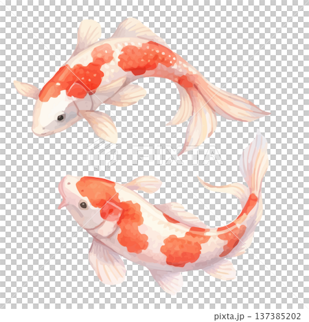 水彩錦鯉のイラスト日本の鯉魚素材JapaneseKoiFishWatercolorの