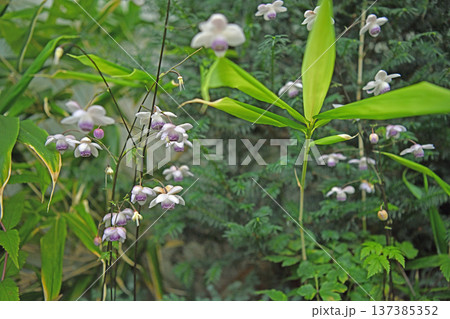 森の妖精と称される可憐な高山植物レンゲショウマ 森の妖精と称される可憐な高山植物レンゲショウマ 137385352