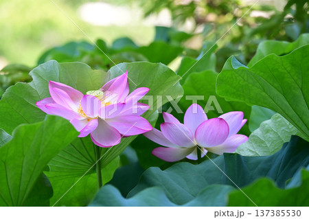清らかに咲くハスの花 清らかに咲くハスの花 137385530