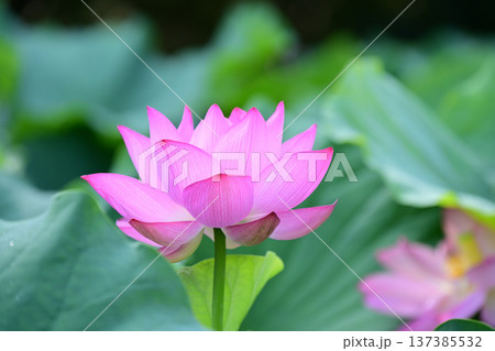 清らかに咲くハスの花 137385532