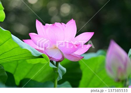 清らかに咲くハスの花 清らかに咲くハスの花 137385533
