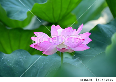 清らかに咲くハスの花 清らかに咲くハスの花 137385535