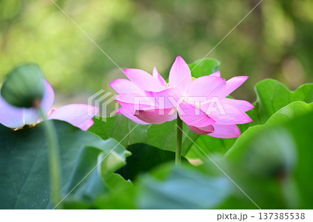 清らかに咲くハスの花 清らかに咲くハスの花 137385538