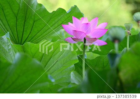 清らかに咲くハスの花 清らかに咲くハスの花 137385539