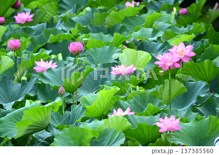 清らかに咲くハスの花 137385560