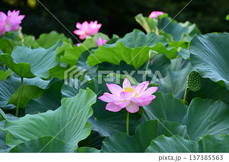 清らかに咲くハスの花 清らかに咲くハスの花 137385563