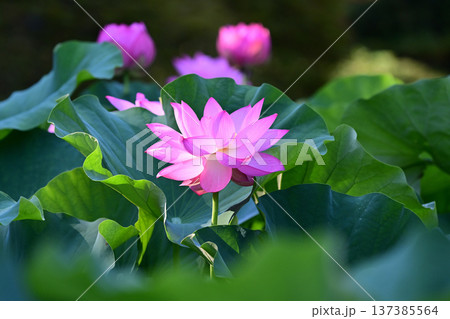 清らかに咲くハスの花 137385564