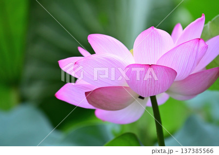 清らかに咲くはすの花 清らかに咲くはすの花 137385566