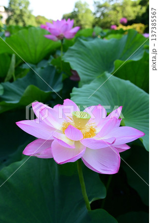 清らかに咲くハスの花 清らかに咲くハスの花 137385567