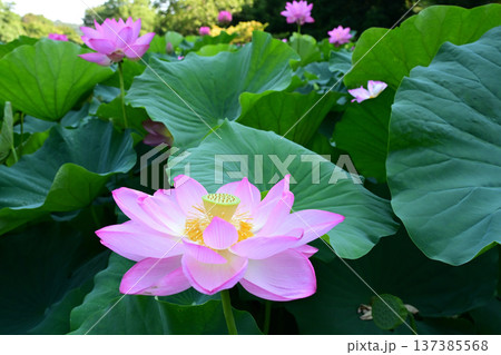 清らかに咲くはすの花 清らかに咲くはすの花 137385568