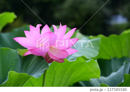 清らかに咲くはすの花 清らかに咲くはすの花 137385580