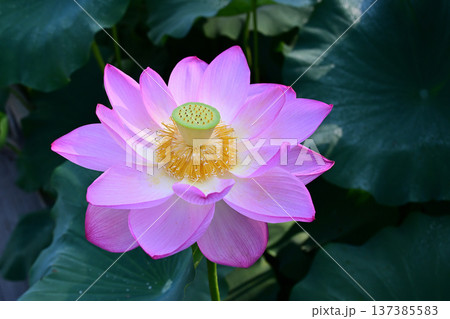 清らかに咲くハスの花 清らかに咲くハスの花 137385583