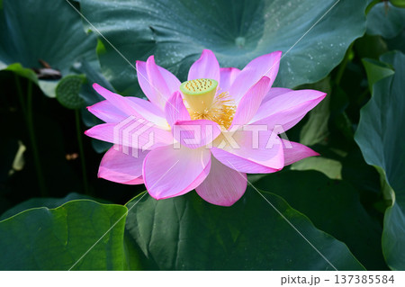 清らかに咲くはすの花 137385584