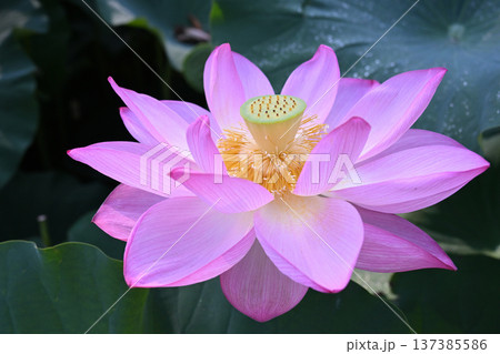 清らかに咲くはすの花 清らかに咲くはすの花 137385586