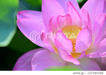 清らかに咲くハスの花 清らかに咲くハスの花 137385588