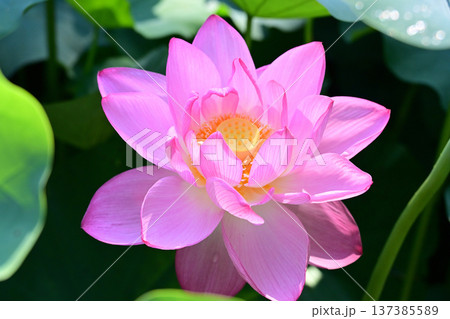 清らかに咲くハスの花 清らかに咲くハスの花 137385589