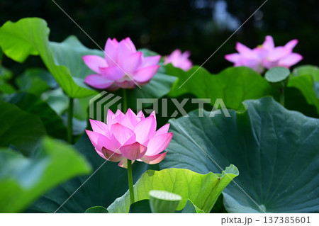 清らかに咲くハスの花 清らかに咲くハスの花 137385601